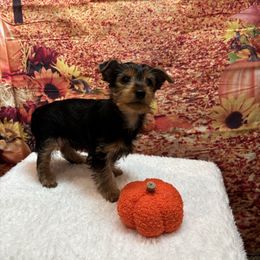 Yorkshire Terrier Puppies from Mary Yorkies in Ga