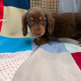 Roger, CKC - Chocolate and tan male Dachshund puppy in Pollok, Texas from Magnolia Kennels