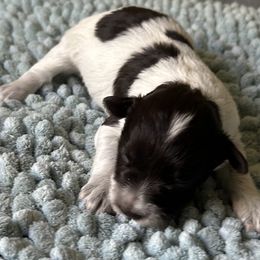 Liver Parti Female 3 - Parti female Miniature Schnauzer puppy in Clover, South Carolina from Bobo’s Babies Kennels