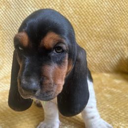 Basset Hound Puppies from Hudson's Hounds