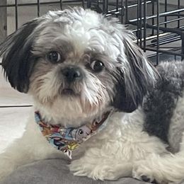 Shih Tzus from Marisol Martinez's Shih Tzus