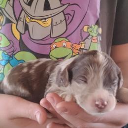Prince - Red merle male Aussiedoodle puppy in Apache Junction, Arizona from Loving Doodle