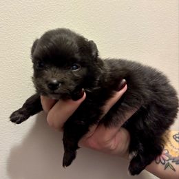 Rutabaga - Black female Pomeranian puppy in Springfield, Missouri from Hope Mountain Pomeranians
