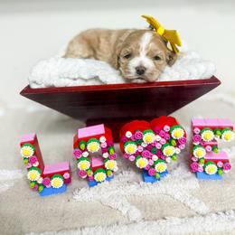 Sunset - Buff and white female Cockapoo puppy in West Haven, Utah from Split Mountain Doodles