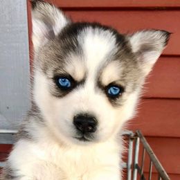 Pomsky Puppies from Oxsana Perfect Pomsky- 5 puppies available