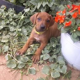Bonnie - Red wheaten female Rhodesian Ridgeback puppy in Carney, Oklahoma from River Run Parson Russell terriers & River Run Ridgebacks