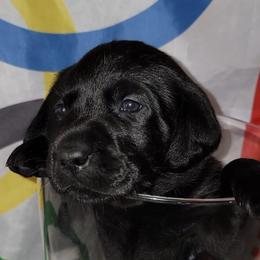 Simone - Labrador Retriever puppy from Patriot Labrador Retrievers