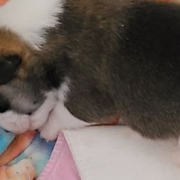 French Bulldog and Pembroke Welsh Corgi Puppies from Genuwin