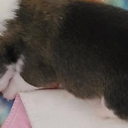 French Bulldog and Pembroke Welsh Corgi Puppies from Genuwin