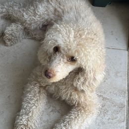 Mila - Poodle