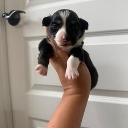 Story - Black and tan female Pembroke Welsh Corgi puppy in Red Bluff, California from Wilder Ranch Corgis