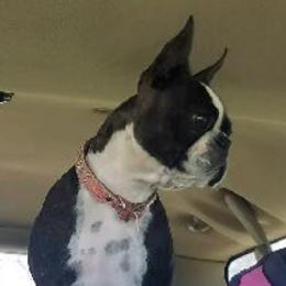 Paige - Boston Terrier