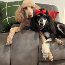 Poodle puppies from Casa Delarosa Collective Poodles & Doodles