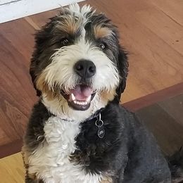 Bernedoodle and Goldendoodle All Grown Up from Highland Goldendoodles