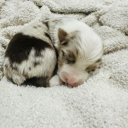 Australian Shepherd and Goldendoodle Puppies from Full House Farm