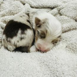 Australian Shepherd and Goldendoodle Puppies from Full House Farm