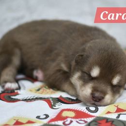 Boy 2 - Red and white male Alaskan Malamute puppy in Kingston, Tennessee from North Shore Alaskan Malamutes
