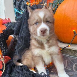Pugsley - Red and white male Siberian Husky puppy in Ravena, New York from Osiris’s Siberians & Pomskies