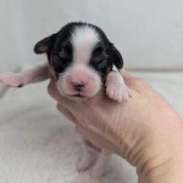 Xerxes - Tri-color male Cavalier King Charles Spaniel puppy in Seymour, Missouri from Painted Blessing's AKC Cavaliers LLC