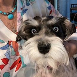 Miniature Schnauzers and Schnoodles from Rose’s Farm