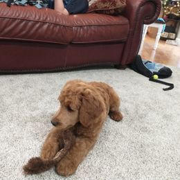 Poodle Puppies from R-Family Red Standard Poodles