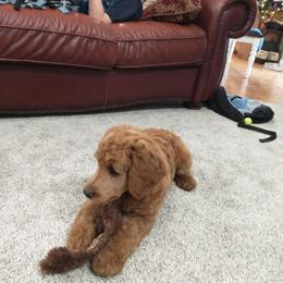 Poodle Puppies from R-Family Red Standard Poodles