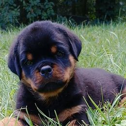 Yellow - Black and mahogany female Rottweiler puppy in Janesville, Wisconsin from Maciel House of Rottweilers