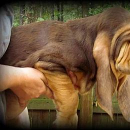 Bloodhound and Mastiff Puppies from Teoc Bloodhounds and Mastiffs