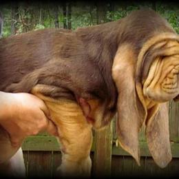 Bloodhound and Mastiff Puppies from Teoc Bloodhounds and Mastiffs