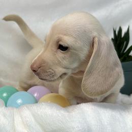 Lennox - Cream male Dachshund puppy in Mesquite, Texas from AB Dachshund