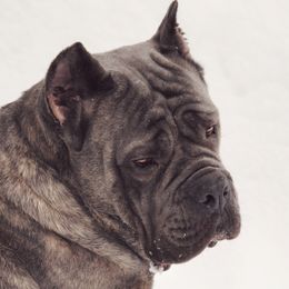 Lombardia - Cane Corso