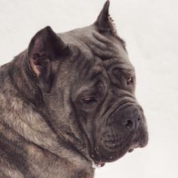 Lombardia - Cane Corso