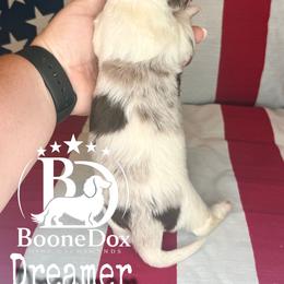Dreamer - Dapple male Dachshund puppy in Lexington, Oklahoma from BooneDox Miniature Dachshunds