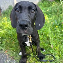 Chevy - Black and white male Great Dane puppy in Liberty, New York from Catskills Greatest Danes