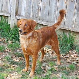 Ruby - Golden Retriever