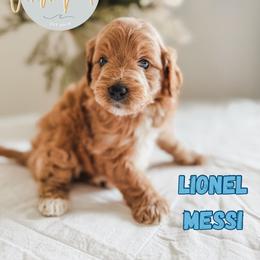 Lionel Messi - Apricot male Goldendoodle puppy in Jacksonville, Florida from First Coast Goldendoodles