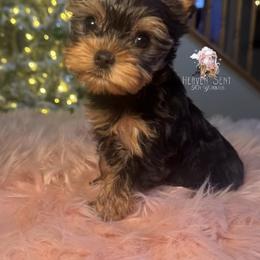 Sweet maple - Black and gold female Yorkshire Terrier puppy in Riverside, California from Heaven_sent_toy_yorkies