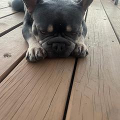 Kash - French Bulldog