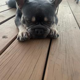 Kash - French Bulldog