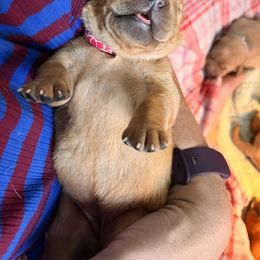 Girl 1 - Labrador Retriever puppy in Charleston, Maine from Puddledock Pups
