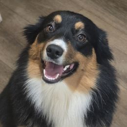 Atira - Miniature American Shepherd