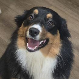 Atira - Miniature American Shepherd