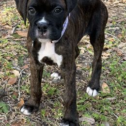 Boxer Puppies from Starlight Boxer Corner