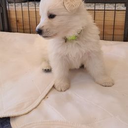 Berger Blanc Suisse Puppies from Absolute Dream White Swiss Shepherds