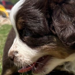 Jesse - Miniature Australian Shepherd puppy from Jubilee Acres