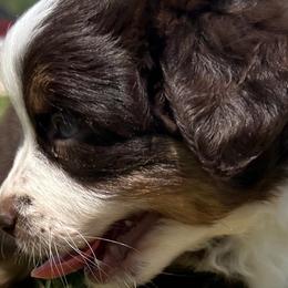 Jesse - Miniature Australian Shepherd puppy from Jubilee Acres