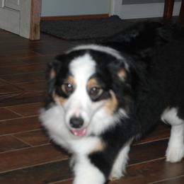 Allie - Australian Shepherd