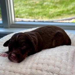 Mademoiselle - Brown and white female Aussiedoodle puppy in Decatur, Illinois from Signature Doodles
