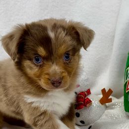 MTN Chew - Red merle female Miniature American Shepherd puppy in South Branch, Michigan from Ross Ranch Mini and Standard Aussie's