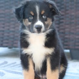 Bucky - Black tri male Miniature Australian Shepherd puppy in Goliad, Texas from Sassy Lil Aussies and Diamond W Poodles